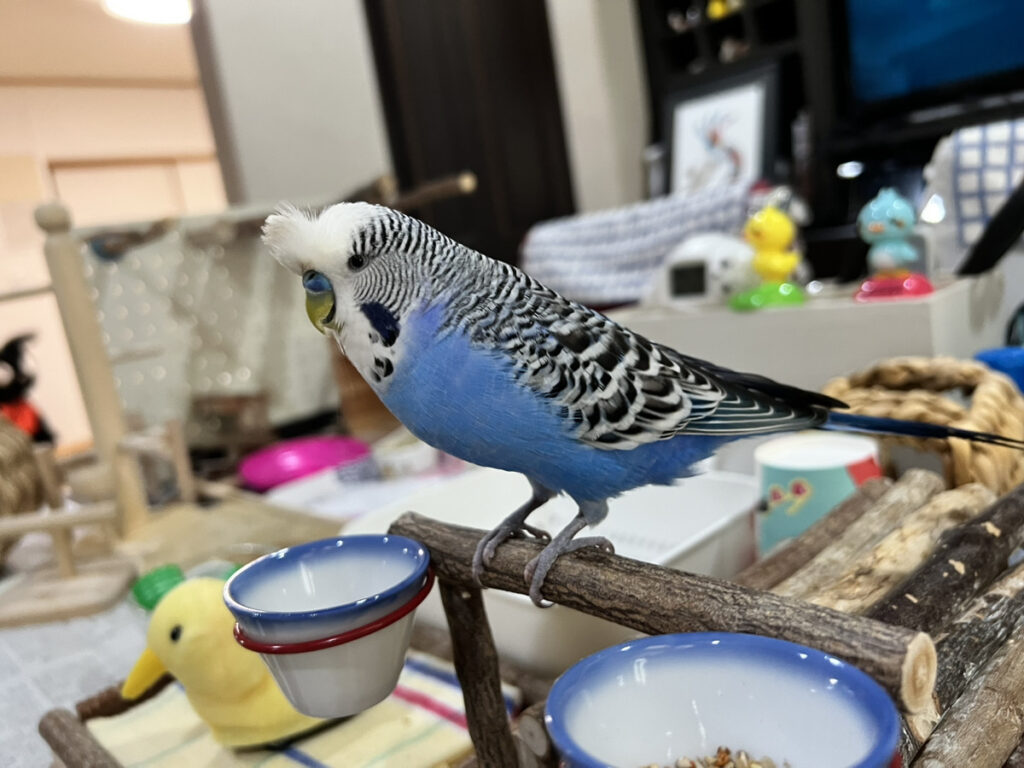 止まり木にとまるジャンボセキセイインコ