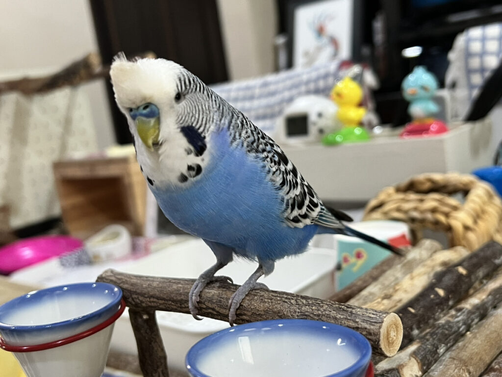 止まり木に止まるセキセイインコ