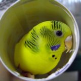 筒に入るセキセイインコ