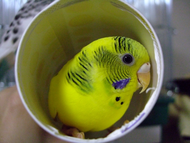 筒に入るセキセイインコ