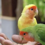 手に乗る二羽のコザクラインコ