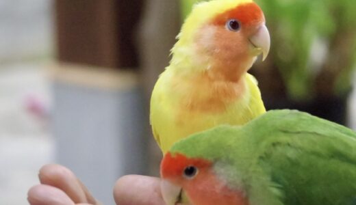 インコのやきもちが可愛い！インコの喉を鳴らす仕草も調べてみた。