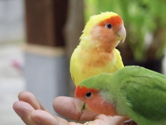 手に乗る二羽のコザクラインコ