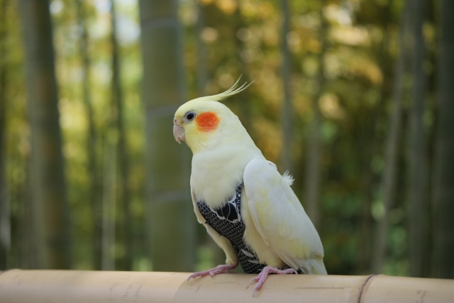 ハーネスを付けたオカメインコ