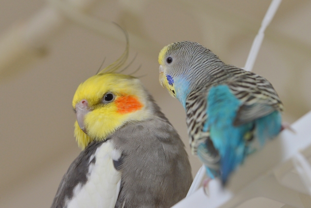 オカメインコとセキセイインコ