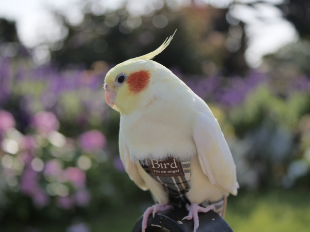 ハーネスを付けたオカメインコ