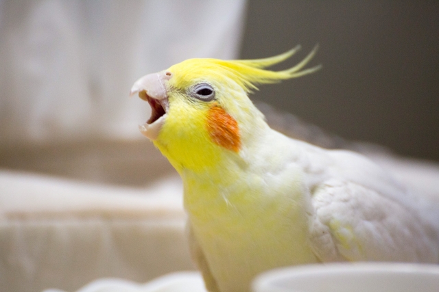 叫ぶオカメインコ