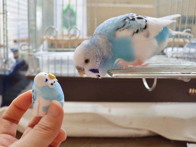 インコのぬいぐるみに興味を示すセキセイインコ