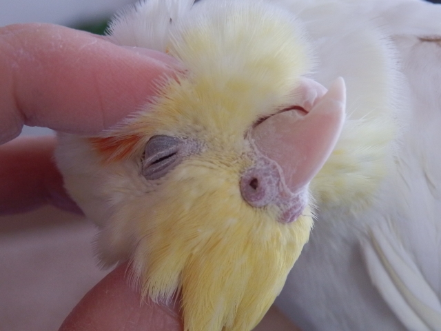 指でカキカキされるオカメインコ