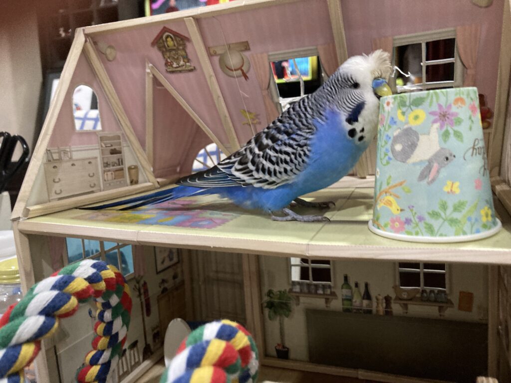 紙コップを咥えるジャンボセキセイインコ