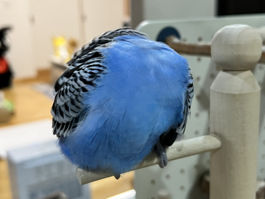 止まり木に止まり毛づくろいするセキセイインコ