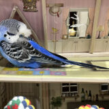 眠るセキセイインコ