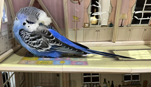 インコの寝言がおもしろい！寝る時の姿もかわいい！