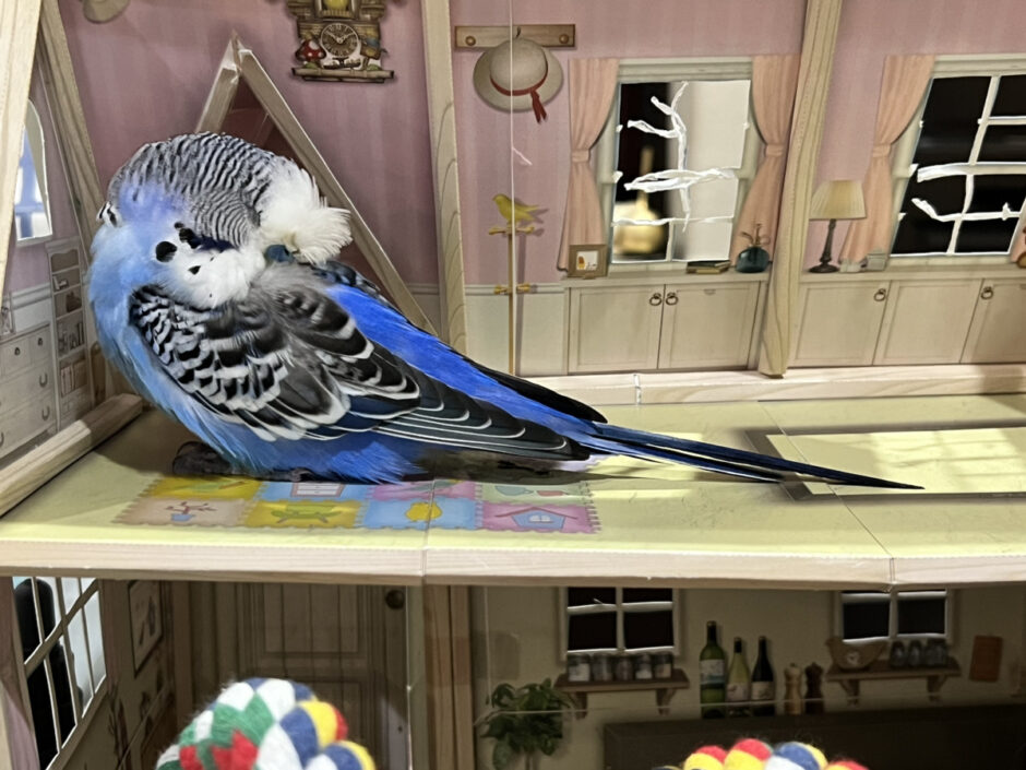 眠るセキセイインコ