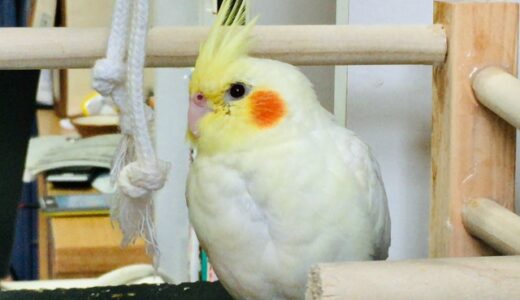 オカメインコの性格、ペットショップの値段と手乗りにする飼い方も説明！