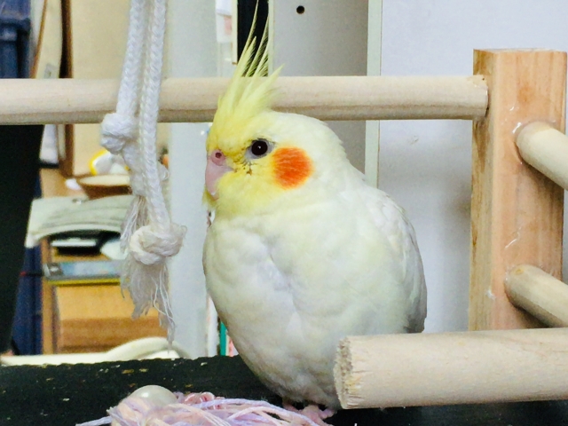 オカメインコ