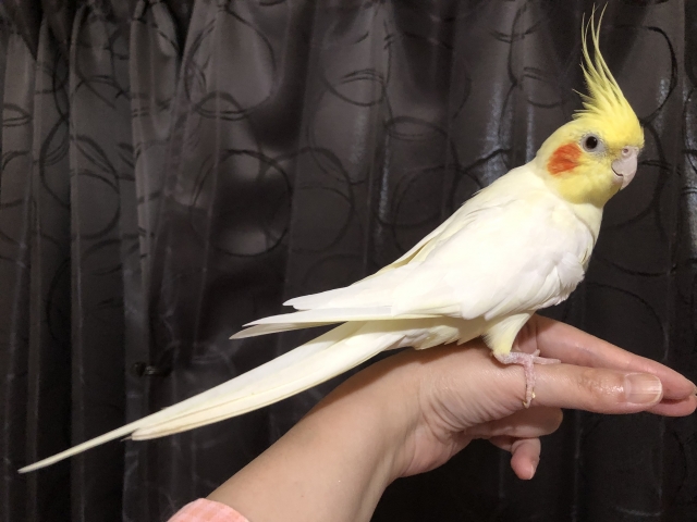 手に乗るオカメインコ