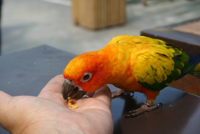 餌を食べるコガネメキシコインコ