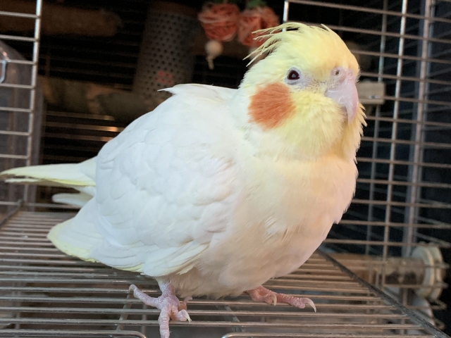 オカメインコ