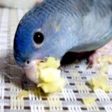 餌を食べるサザナミインコ