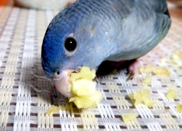 餌を食べるサザナミインコ