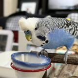 餌を食べるジャンボセキセイインコ