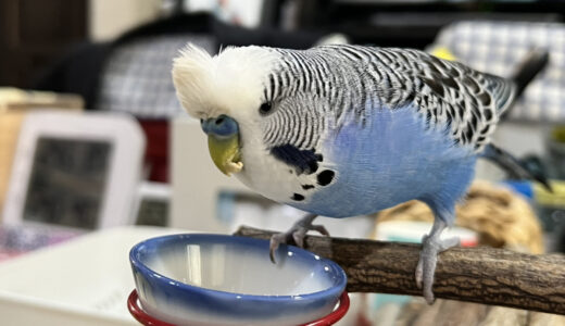 インコはゆで卵を食べるか？きゅうりも食べるか調べてみた！