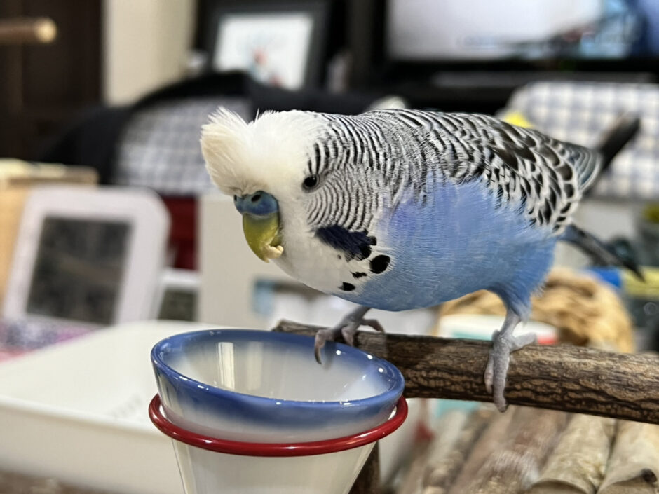 餌を食べるジャンボセキセイインコ