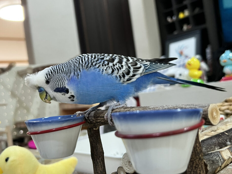 餌を食べるジャンボセキセイインコ