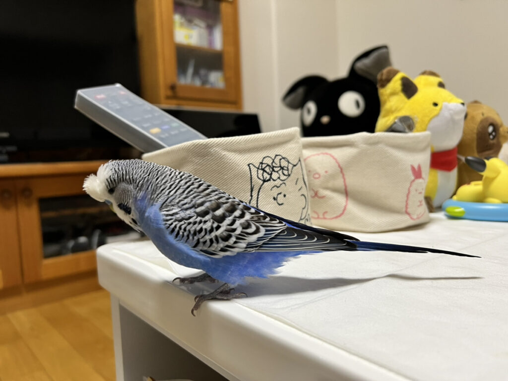 ジャンボセキセイインコ