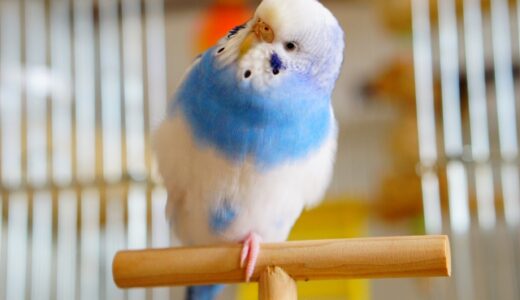 【完全ガイド】初めてのインコ飼育！飼い方のプロが教える正しい方法とポイント