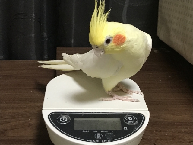 オカメインコ