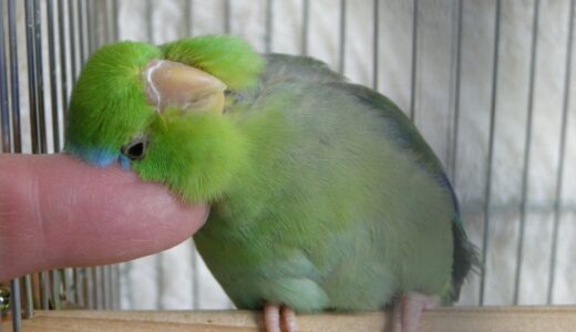 インコの仕草解説！ペットとのコミュニケーションを深める方法