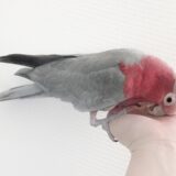 もも色インコ