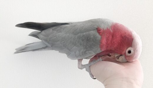 もも色インコの飼い方完全ガイド：初心者から上級者まで必読！