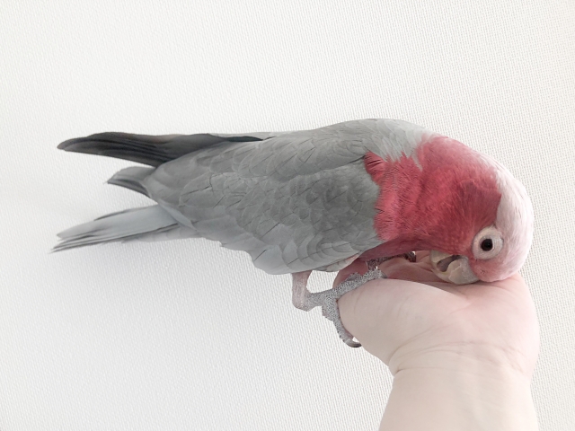 もも色インコ