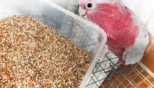 もも色インコの繁殖方法｜プロの飼育経験者が教える基本ポイントと注意点