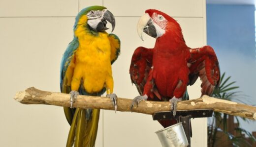 コンゴウインコの魅力と愛情あふれる飼育法ガイド