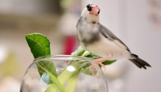 文鳥の鳴かない原因と性格別お世話方法