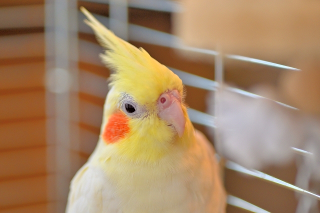 オカメインコ