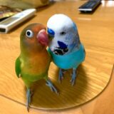 ボタンインコとセキセイインコ