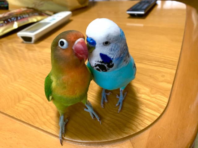 ボタンインコとセキセイインコ