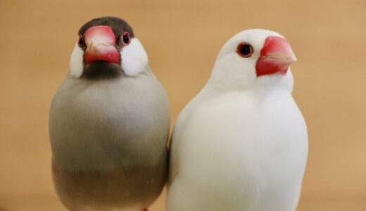 文鳥のペアリング術：色別の組み合わせと注意点