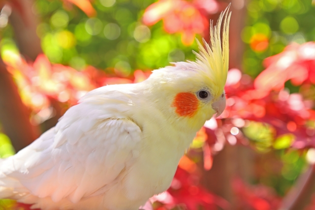 オカメインコ