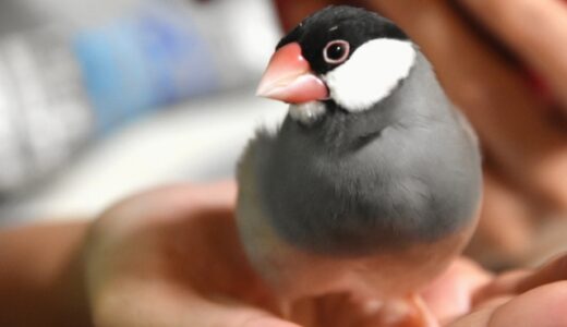 初めての鳥として文鳥を飼う前に知っておくべきポイント！適切な飼育方法から健康管理、繁殖まで徹底解説