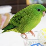 サザナミインコ