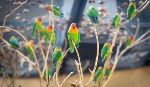 ボタンインコの鳴き声とコミュニケーション：専門家が教える理解のポイント