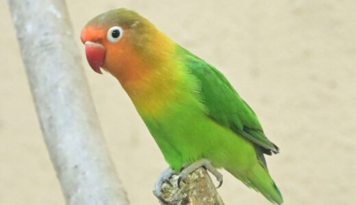 初めてのボタンインコ飼育に必要なものと、飼い主が知っておきたいポイント