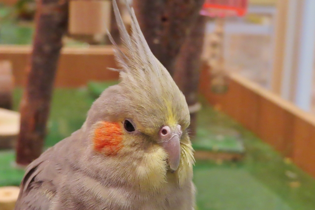 オカメインコ