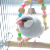 文鳥